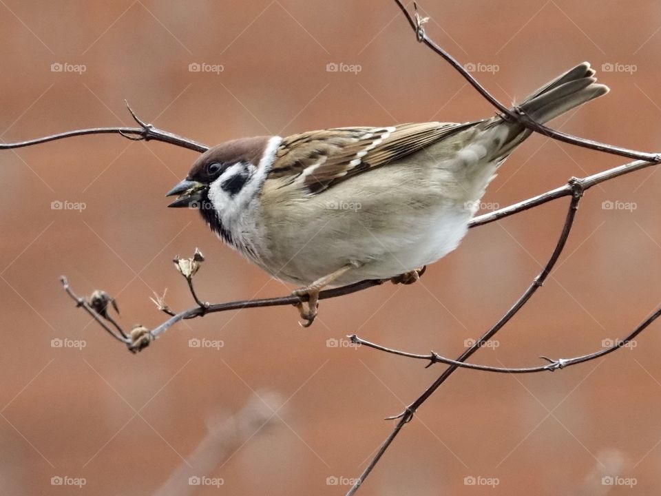 Sparrow
