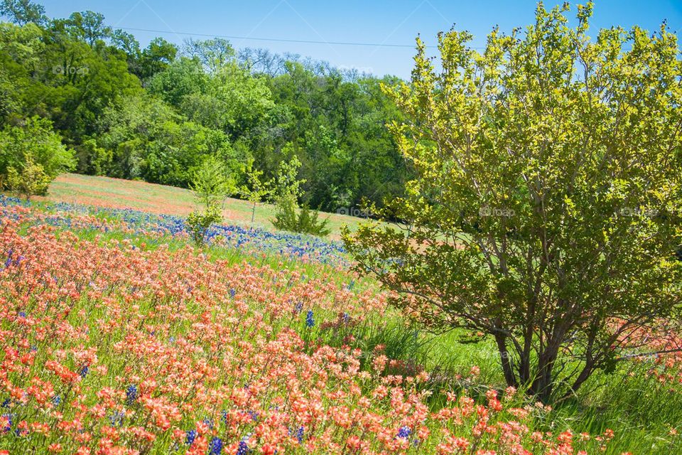 Texas Wildflowers