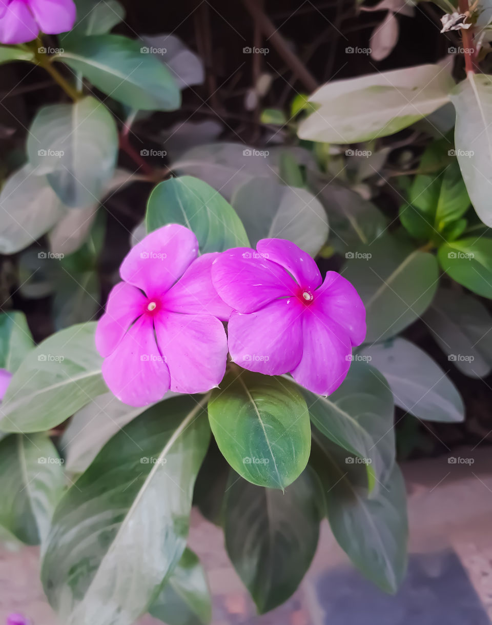 BEAUTIFUL PINK FLOWER
