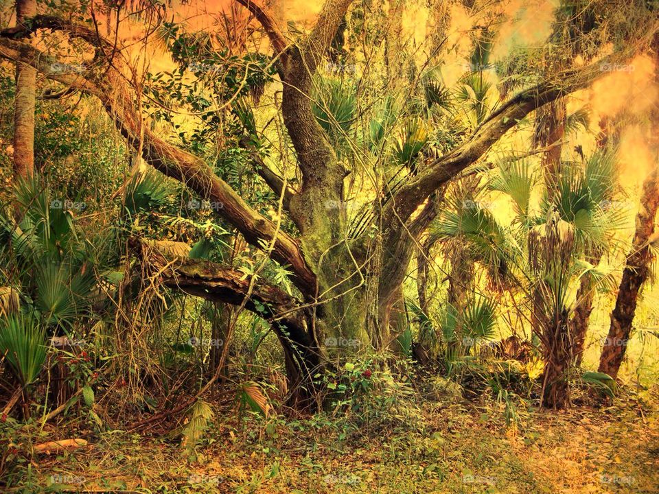 Sun drenched oak tree