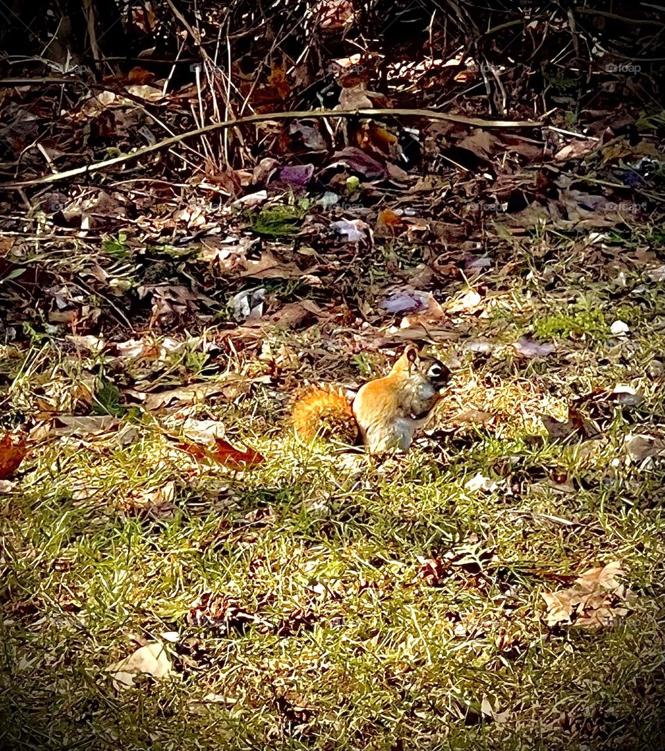 A red squirrel chews on an acorn in Maine on a sunny Spring evening.