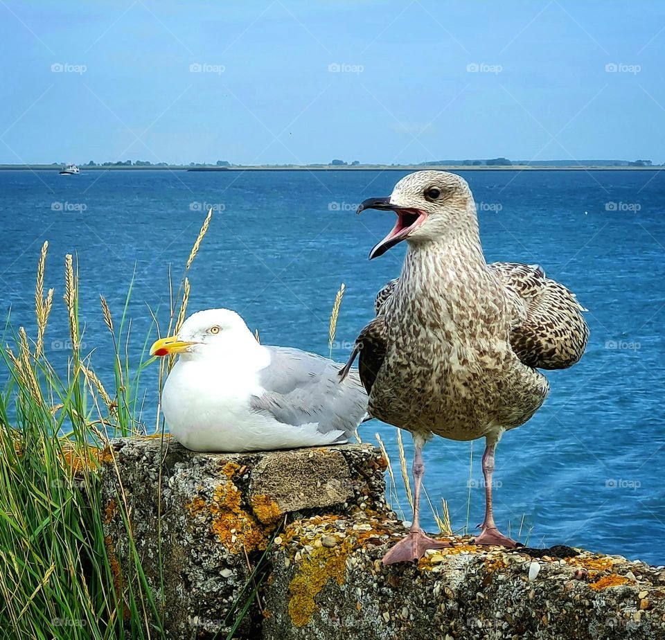 Talking bird