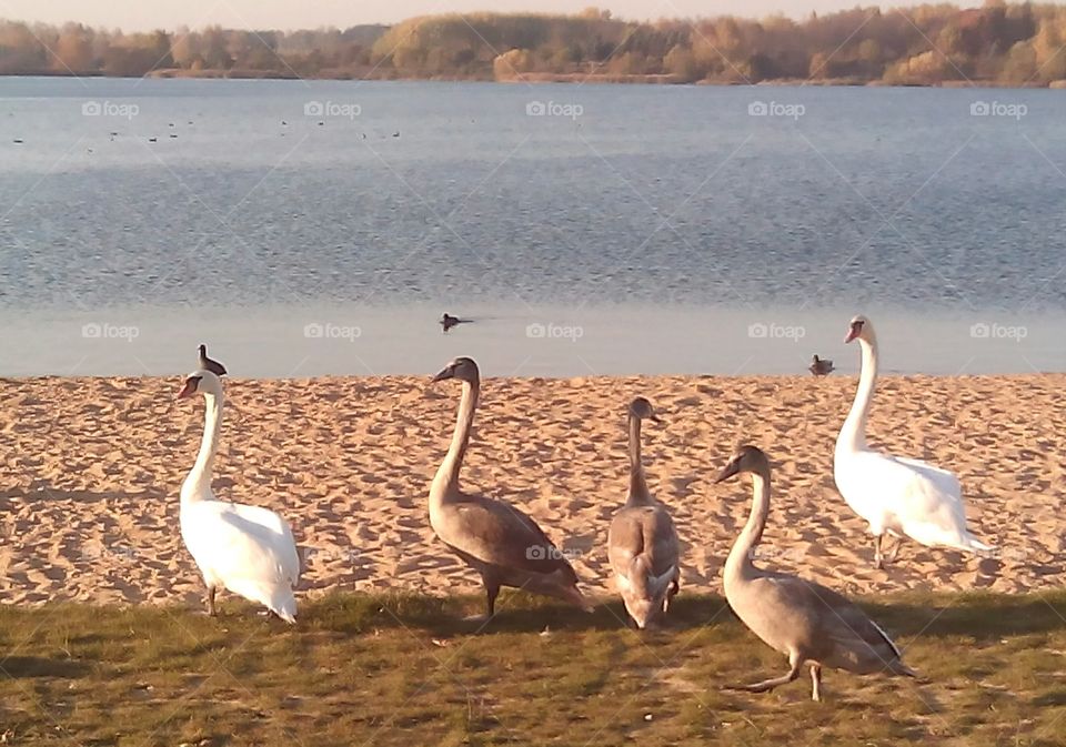 swans