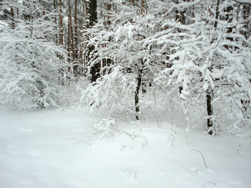 Snow covered trees in snowy forest