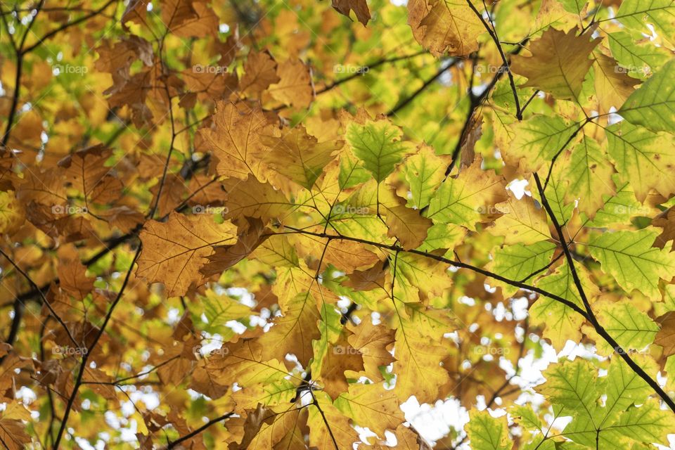 Colourful autumn leaves