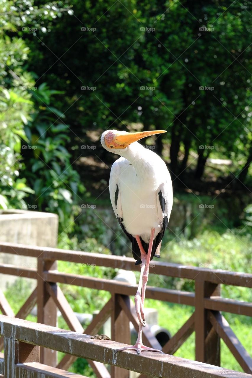 Stork standing with one leg.