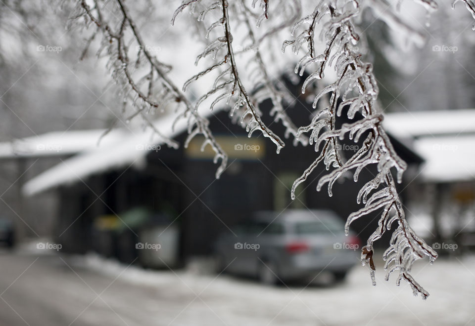 winter ice on branches. frozen tree branches cowered with layer of ice in cold winter day