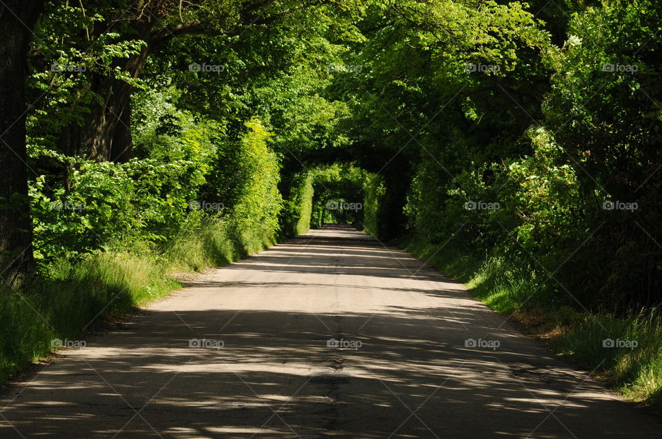 beautiful forest tunnel