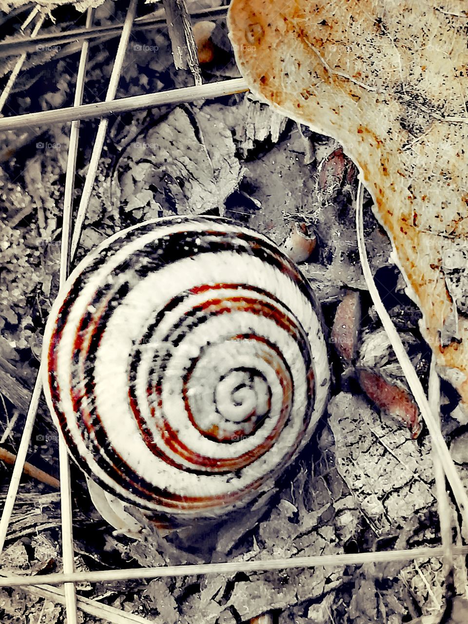 Spiral