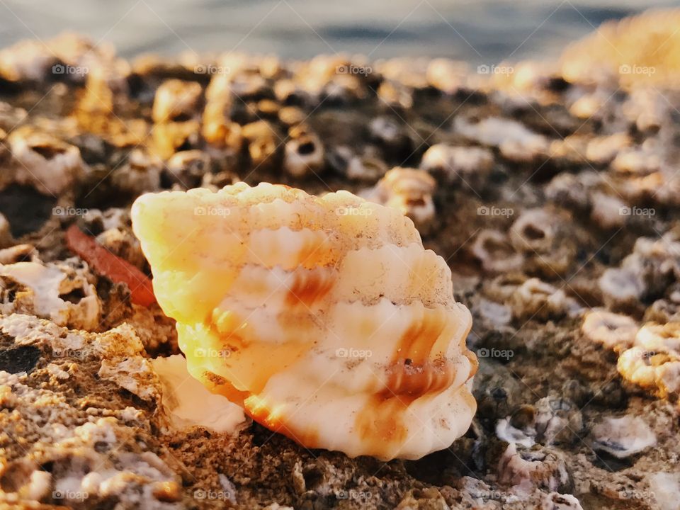 Conch shell on sand