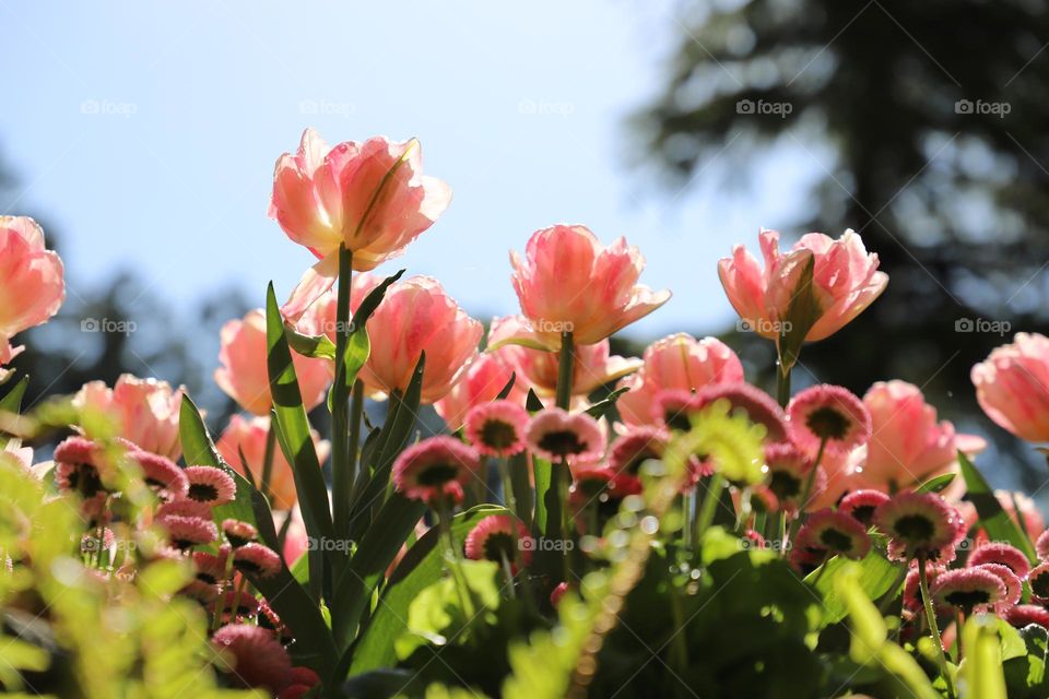 Tulips 