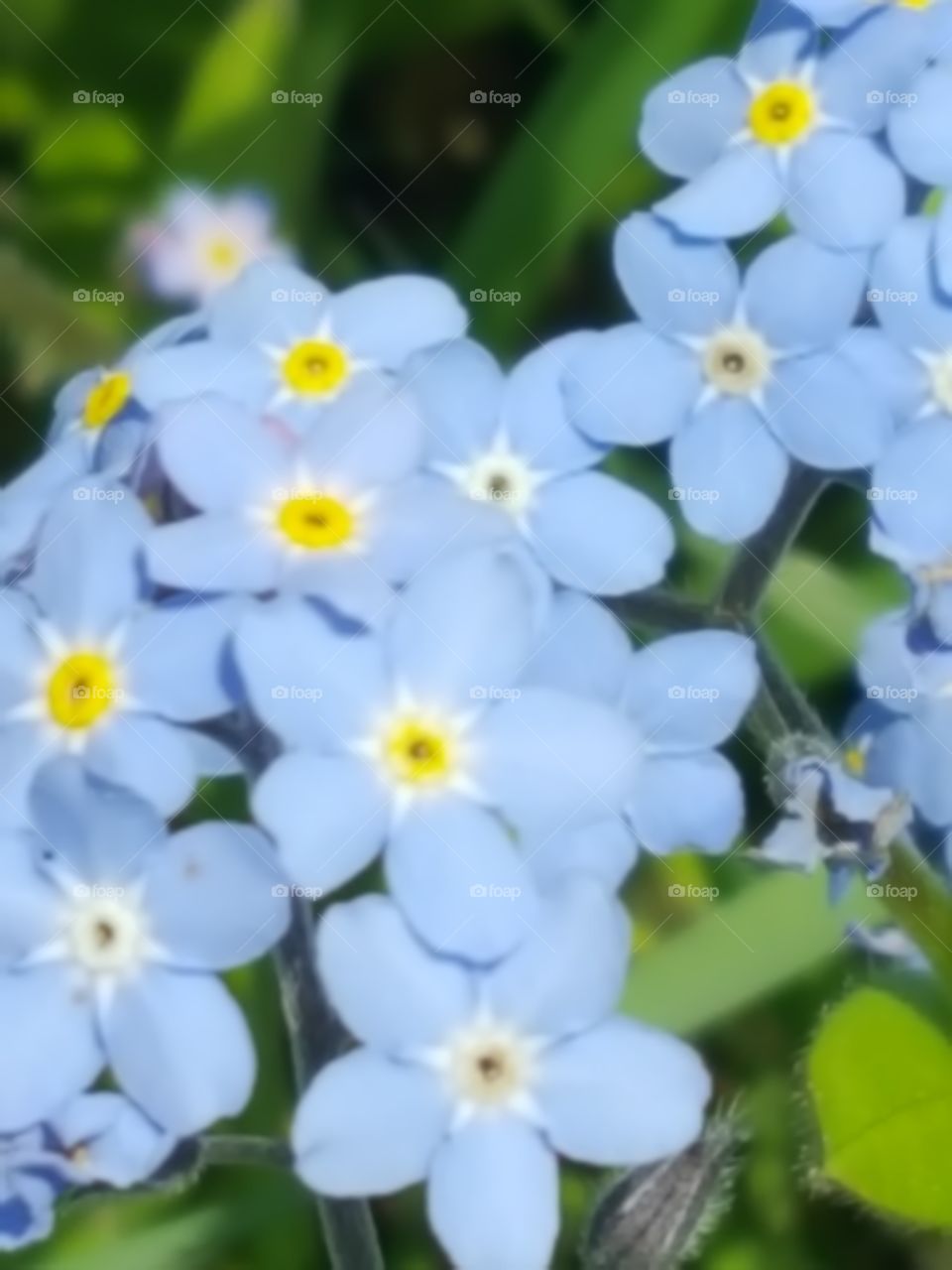 forget me not