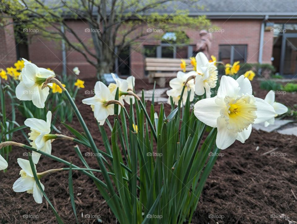 Wild daffodils on the house front