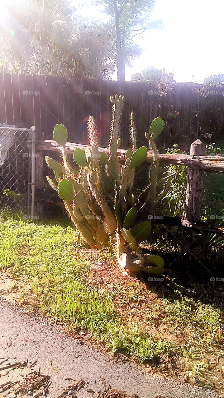 cactus jack. this cactus plant ripped my pants when i walked by
