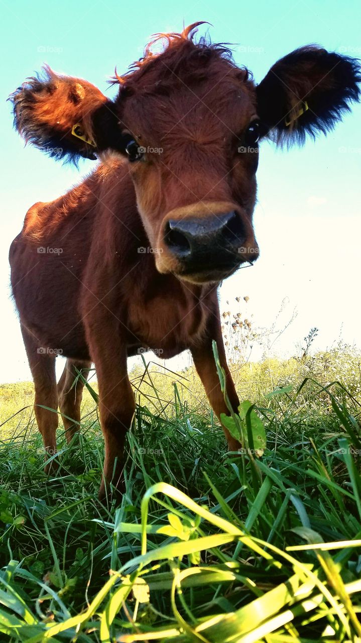 heifer hair day