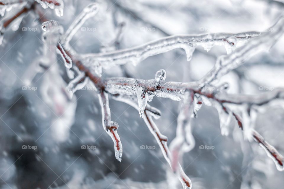 Ice covered tree branch