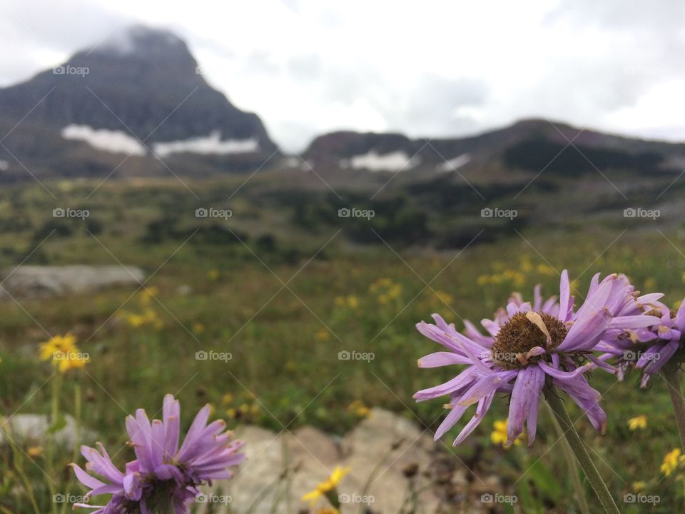 Wildflowers in Glacier National Park