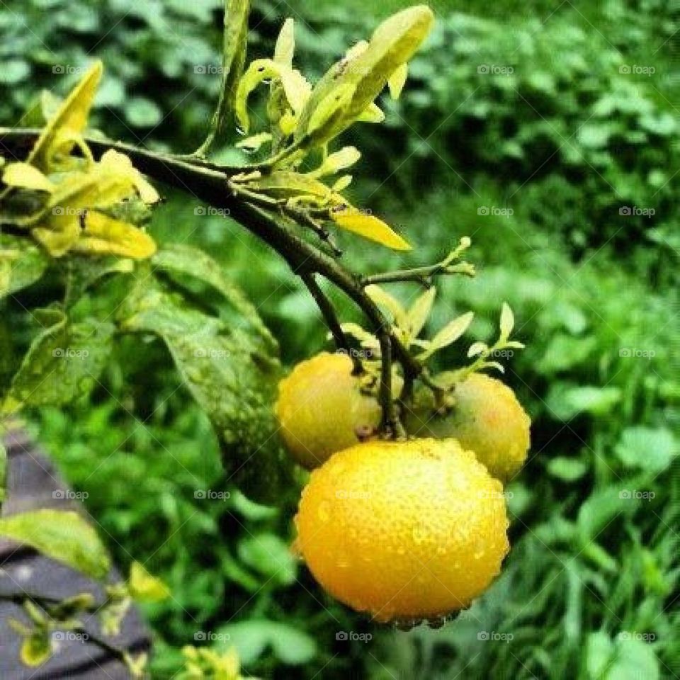 Tangerines