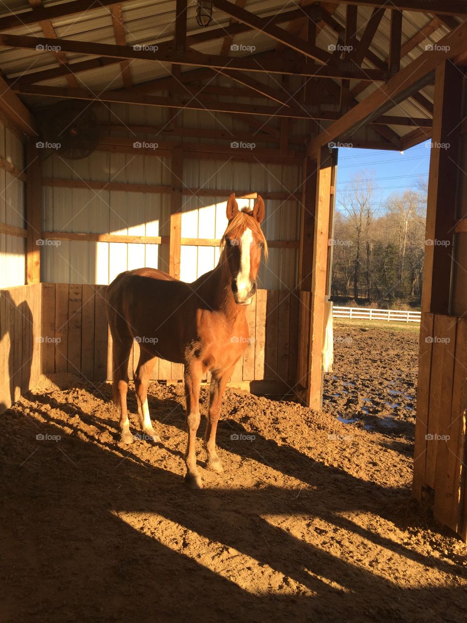 Beautiful quarter-horse in her pasture!
