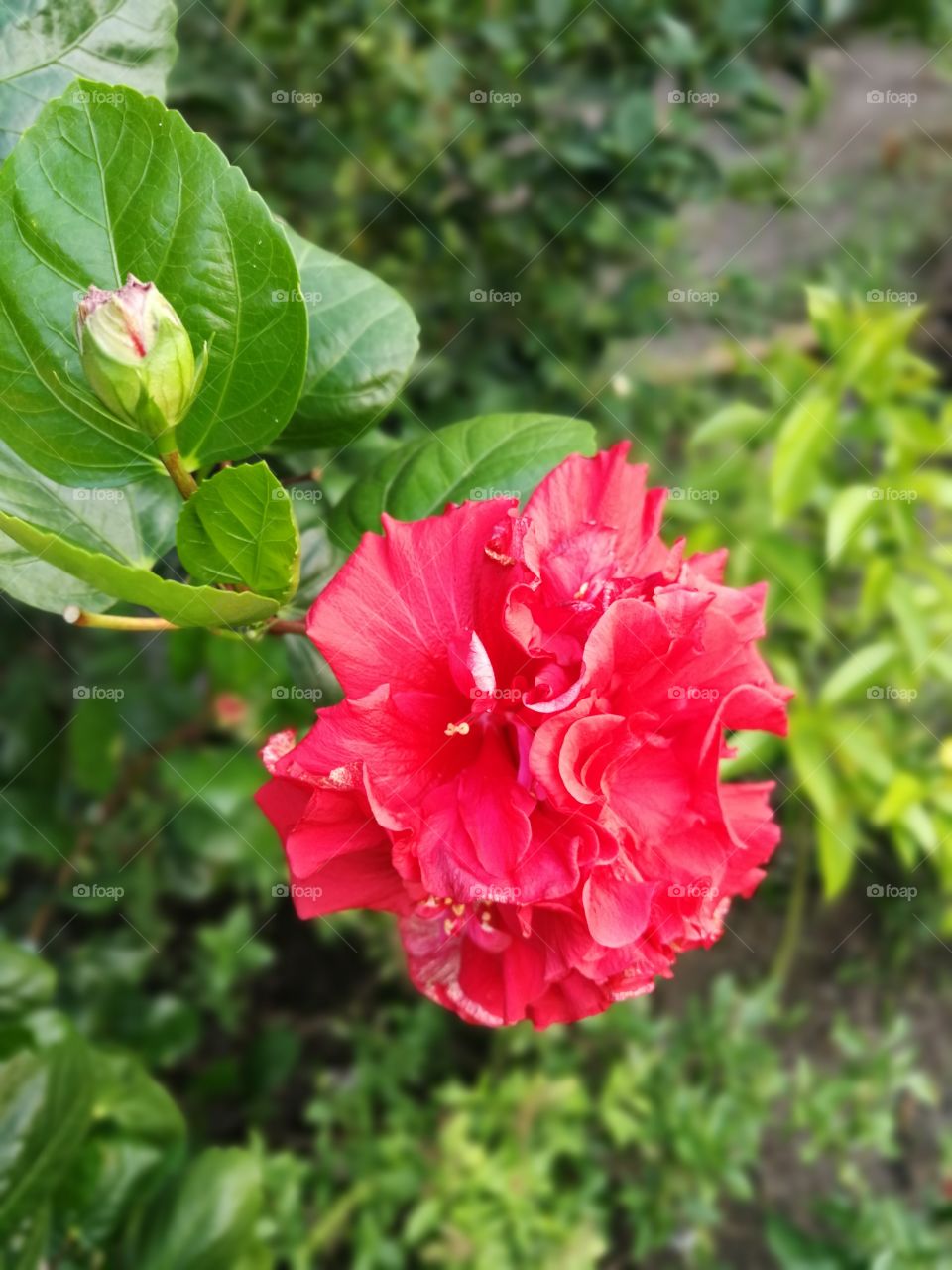 Red flower in spring
