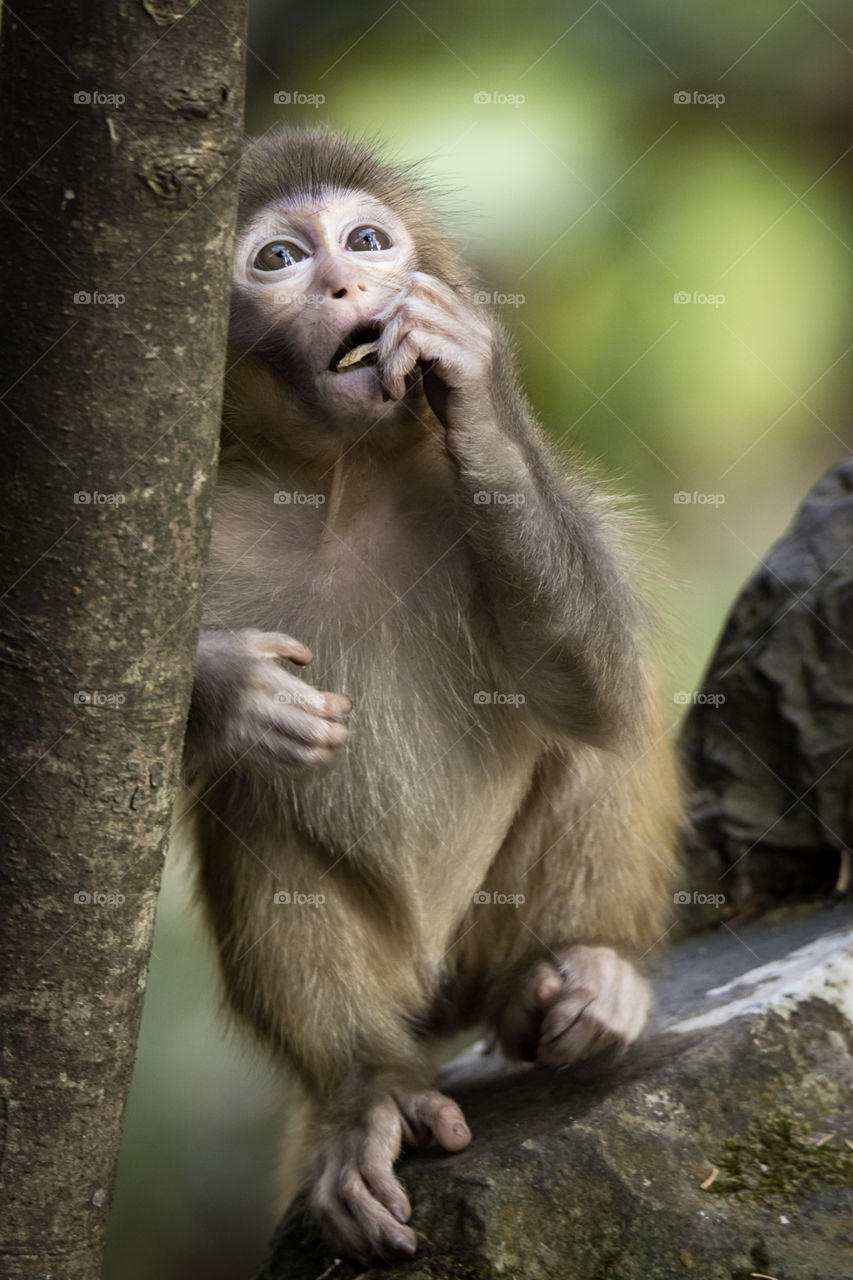 Young macaque