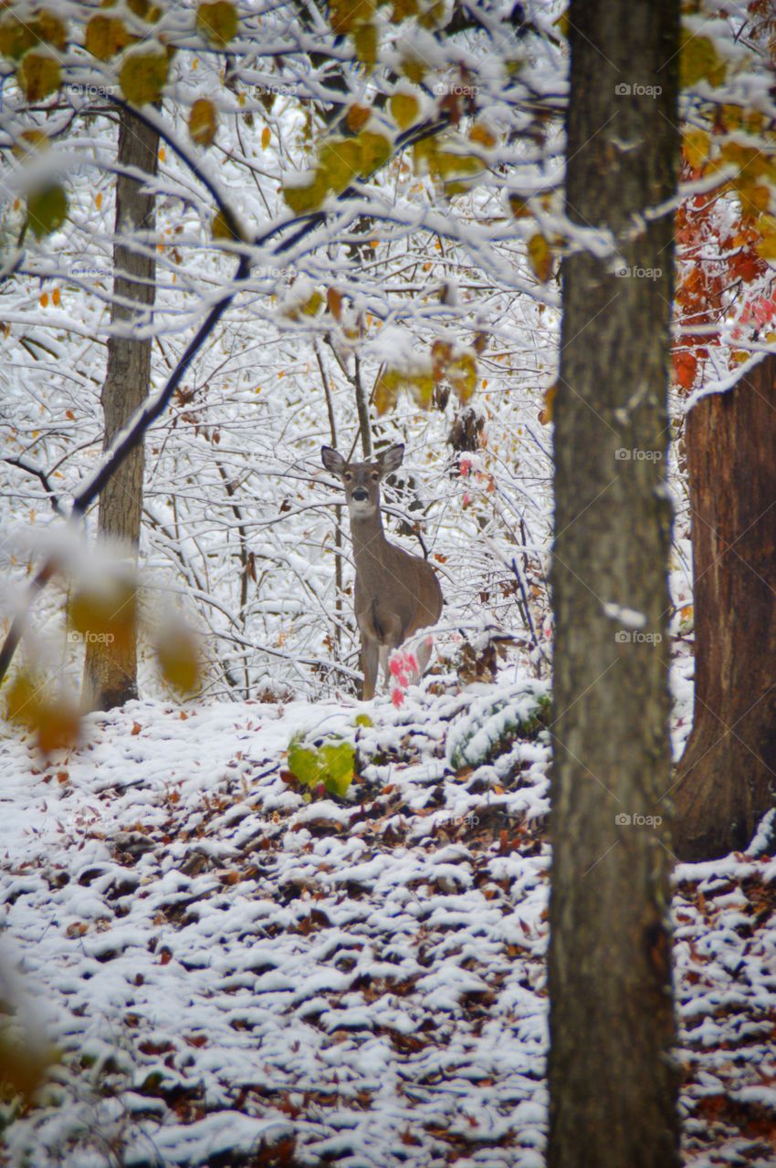 Tranquil winter scene featuring a beautiful deer in the snowy woods.