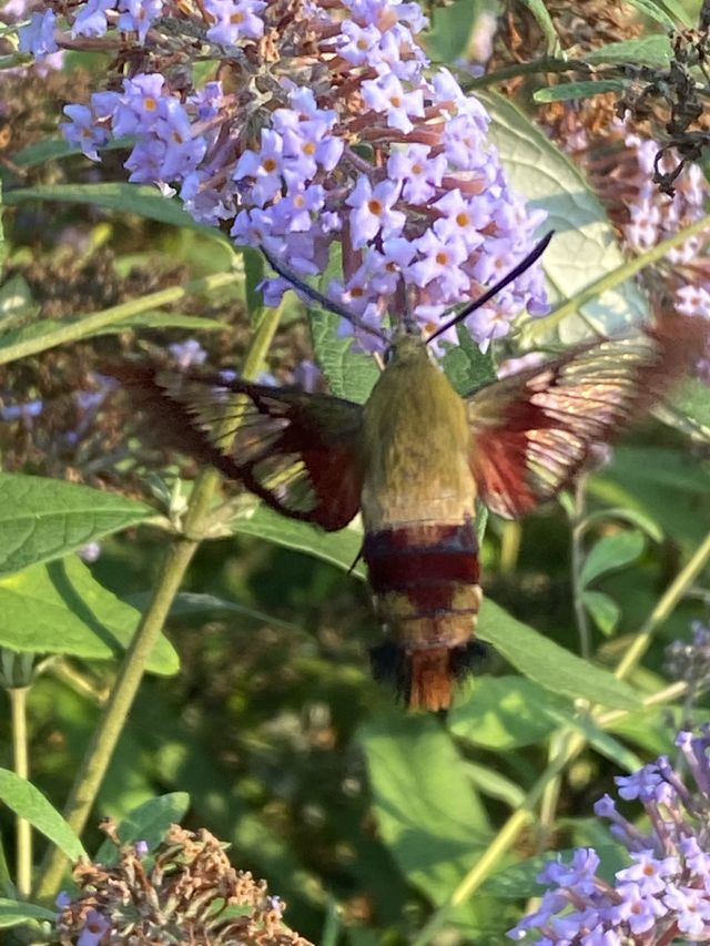Hummingbird 