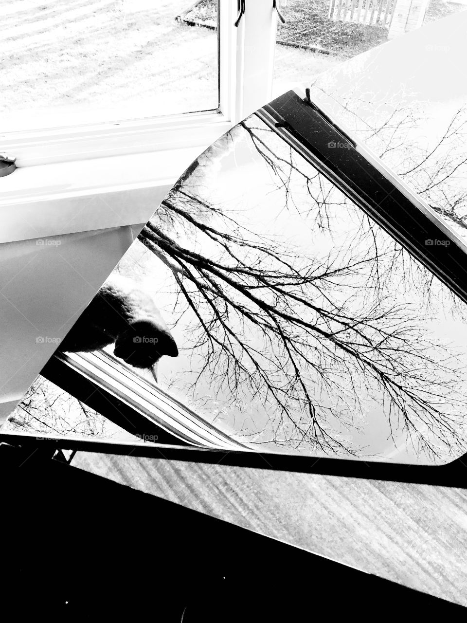 Darling black and white curious tabby cat enjoying sitting in window with beautiful reflection being captured in baby grand! 
