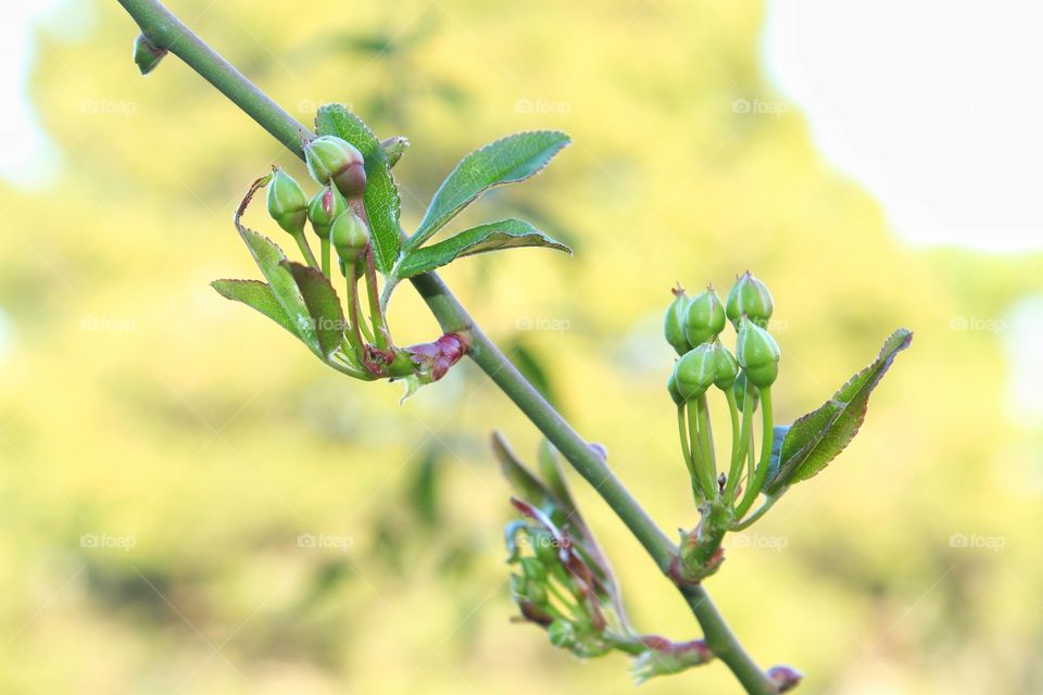 First buds of spring