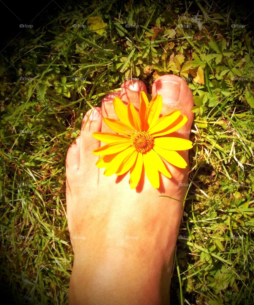 foot and yellow flower