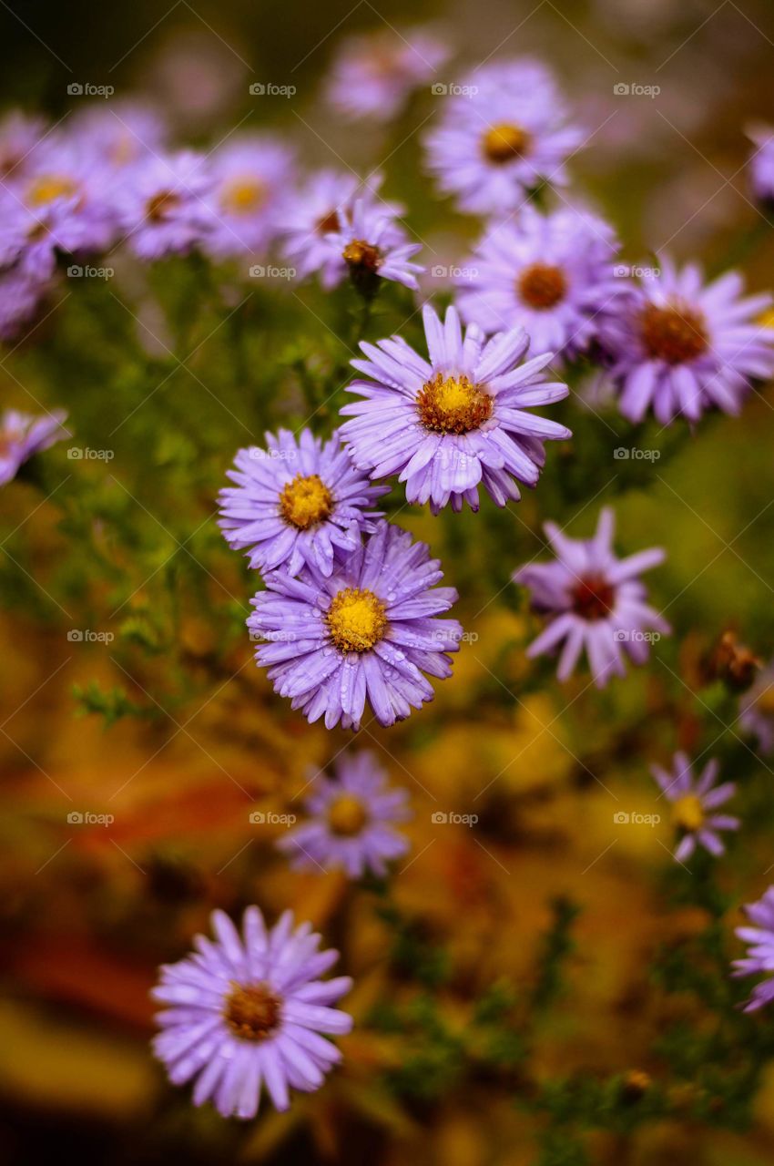 Flowers in the garden