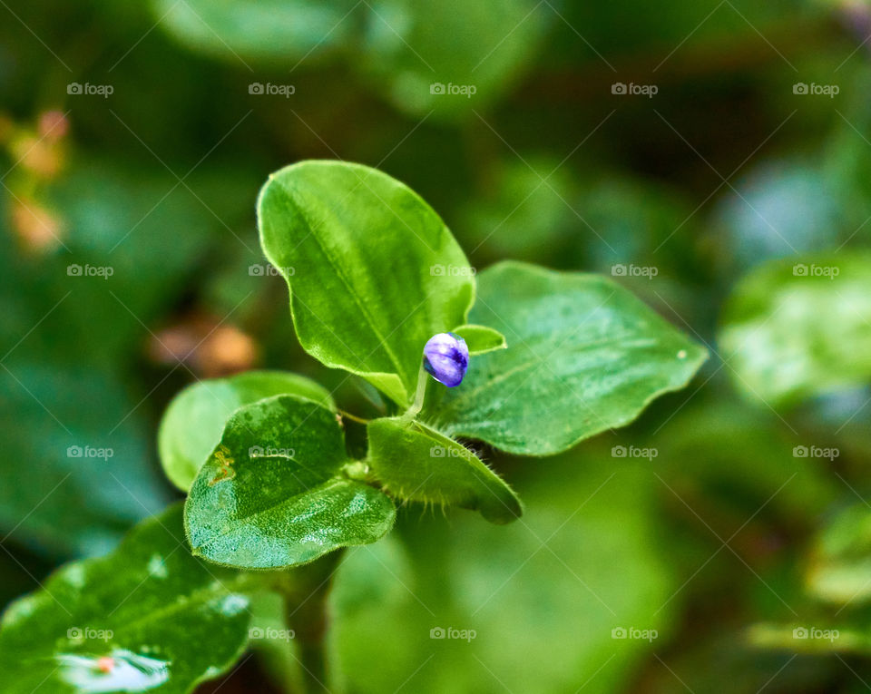 Budding flower