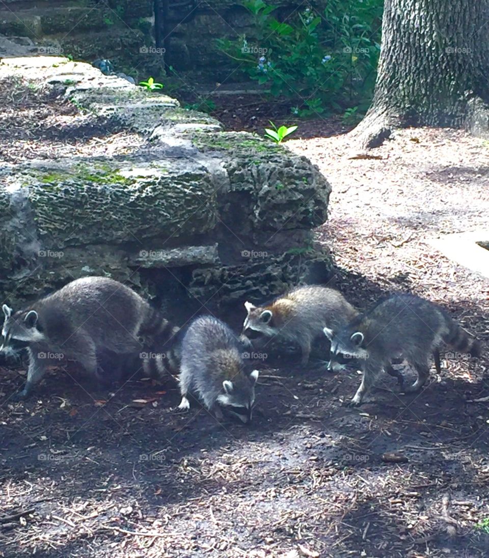 Raccoon family in the park