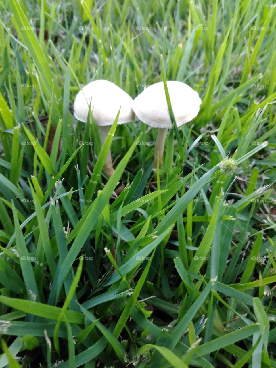 sideview mushrooms