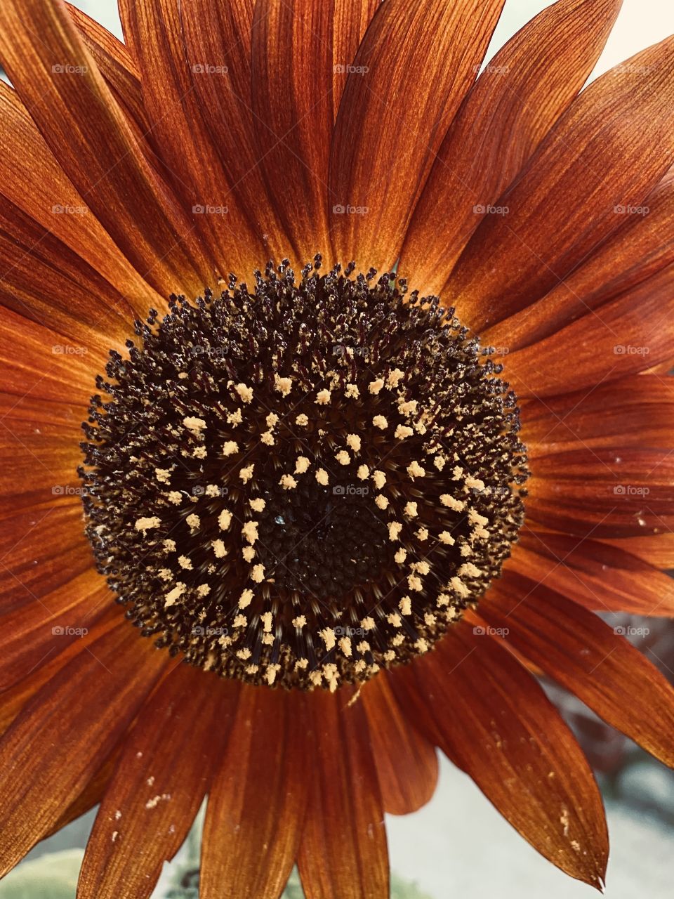 Daisy up close / pollen