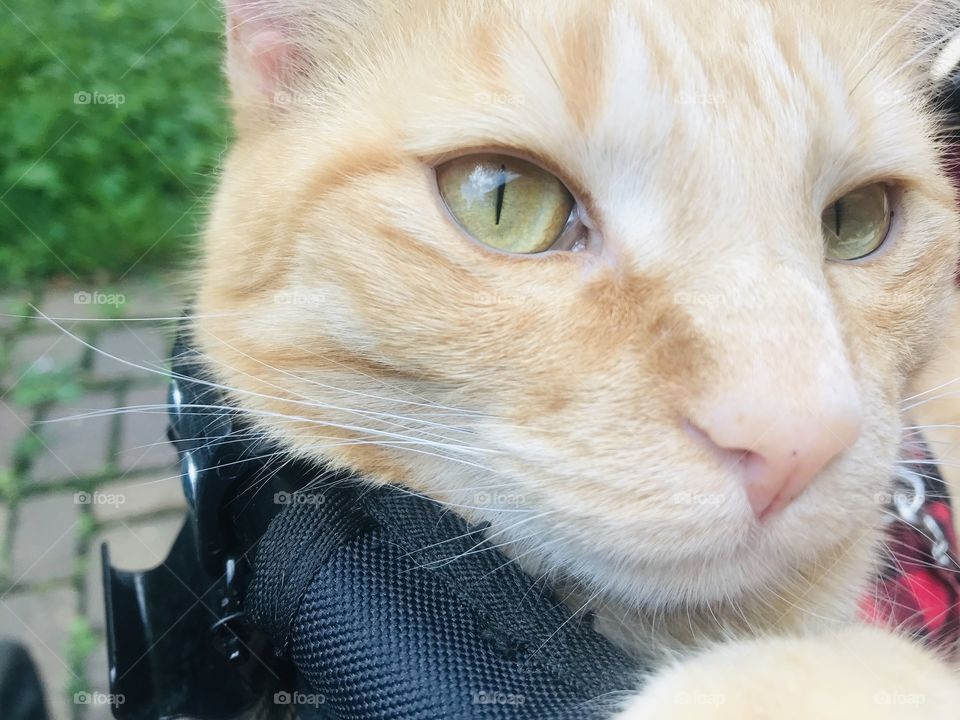 Darling orange tabby cat thoroughly enjoying a beautiful afternoon in his stroller!! 