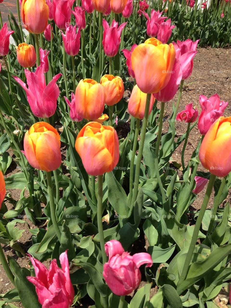 Tulips