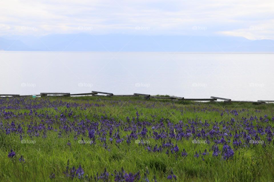 Wildflowers on the field 