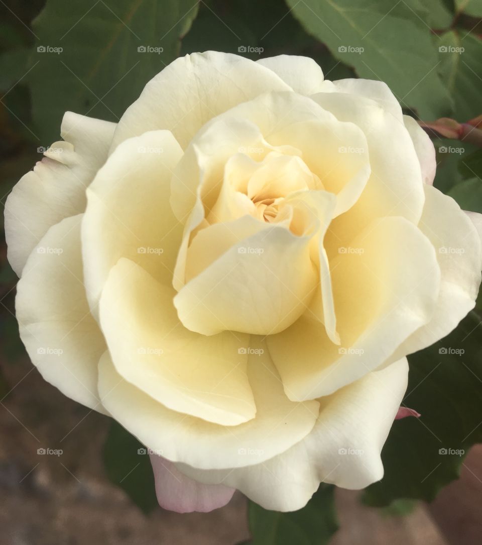 🌺Fim de #cooper!
Suado, cansado e feliz, alongando e curtindo a beleza das #flores. Essa #rosa, perfeita!
🏁
#corrida #treino #flor #flowers #pétalas #pétala #jardim #jardinagem #garden #flora #run #running #esporte #alongamento