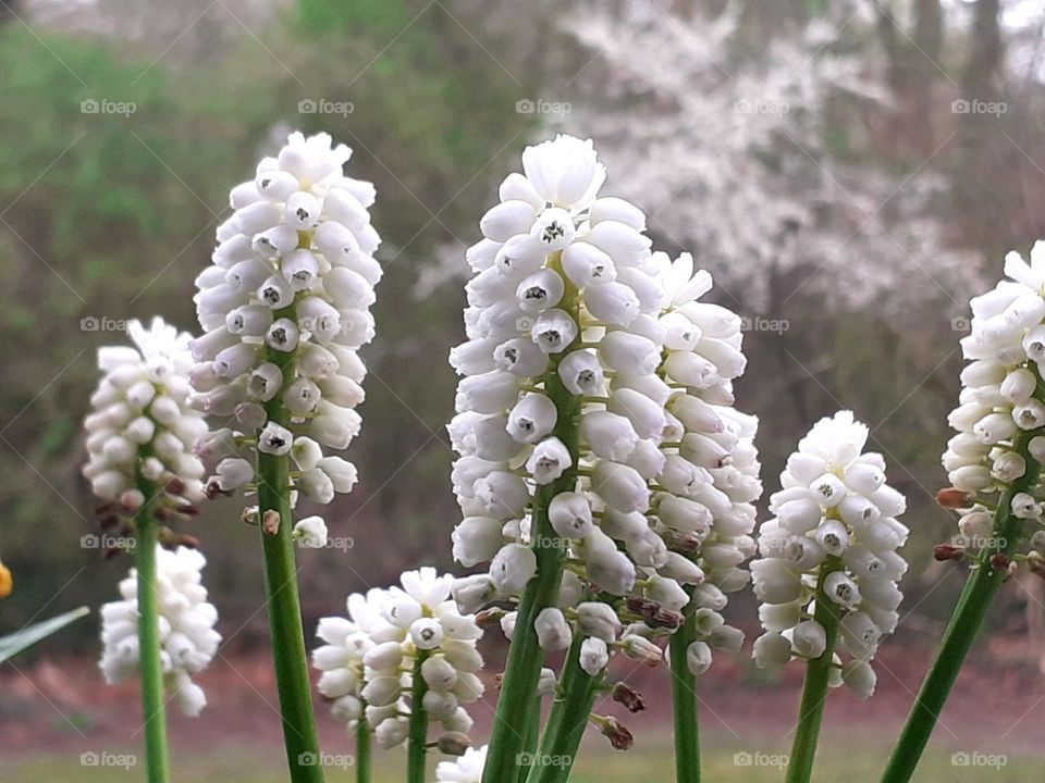 working with plants on the balcony - Earth Day