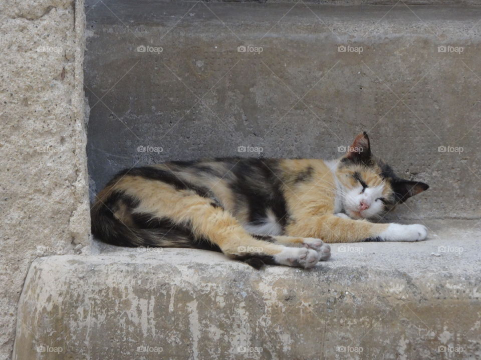 sleeping cat in italy