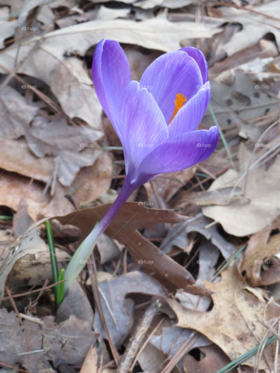 Crocus