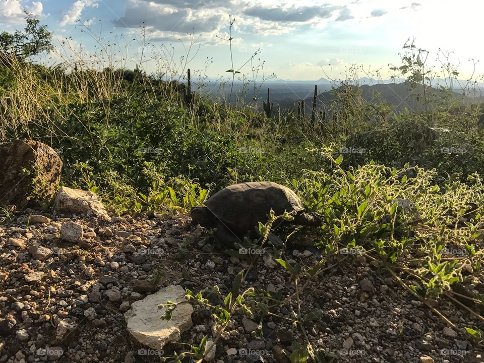 Wildlife Adventures - Tortoise 