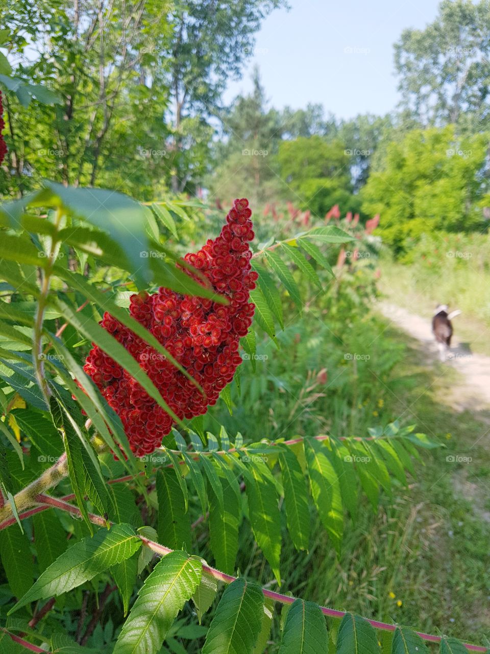 Bright red bulbs grow in a conservation area. A dog walks in the background.