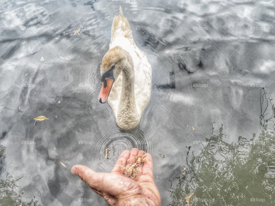 Capricious swan