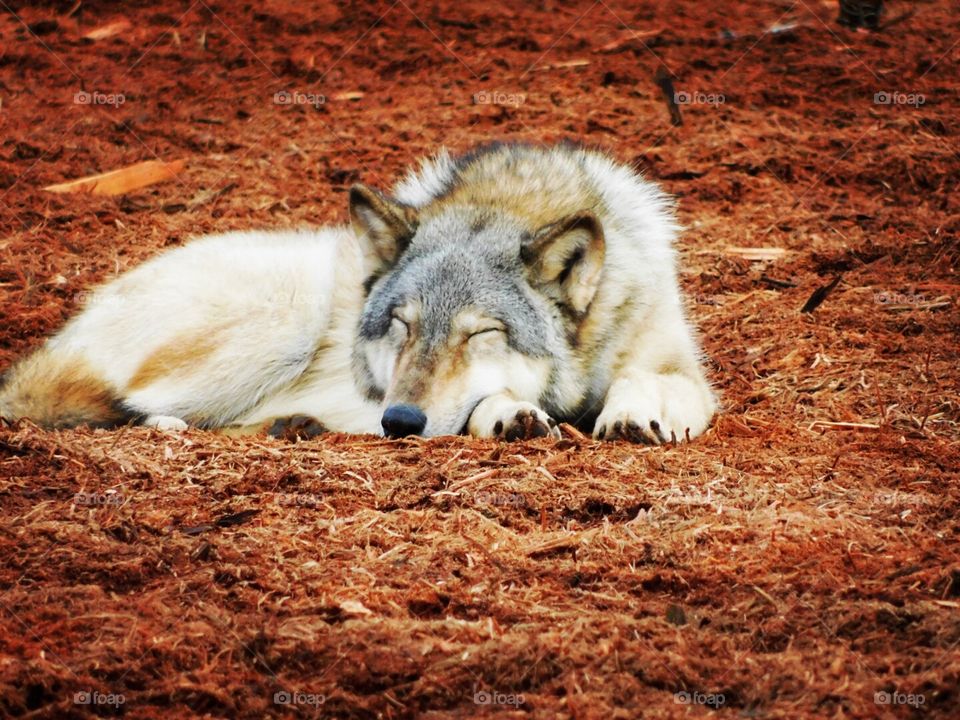 snoozing wolf