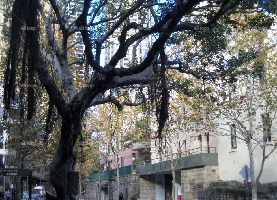 Willow of Sydney. Weeping Willow in the City