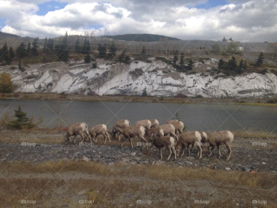 Big Horn Sheep in Alberta