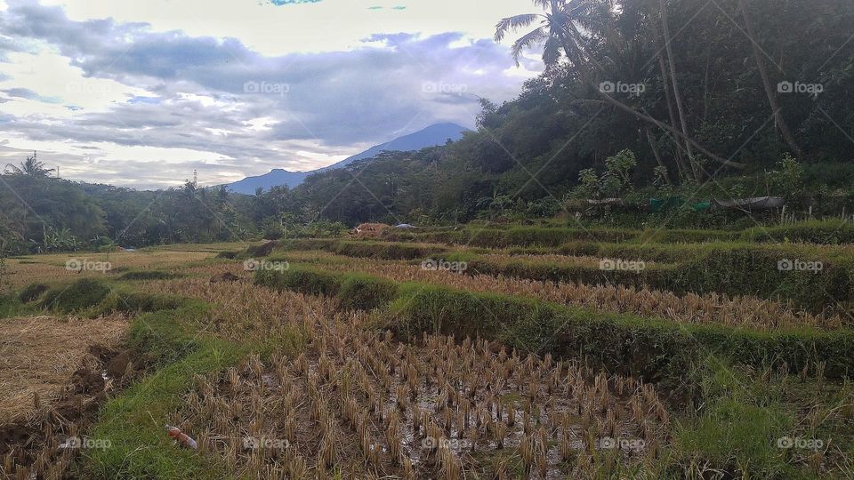 The view of the rice fields after harvesting in the afternoon