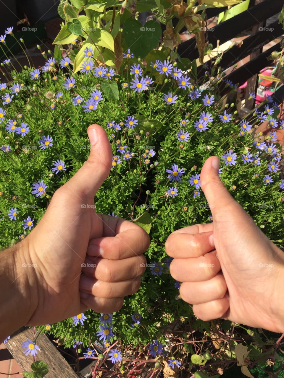 Two thumbs up in front of the light blue flowers